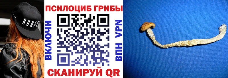 Купить закладки  Терек  Галлюциногенные грибы Magic Shrooms 